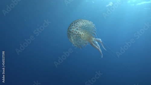 Underwater scene - Little jellyfish in shallow water photo