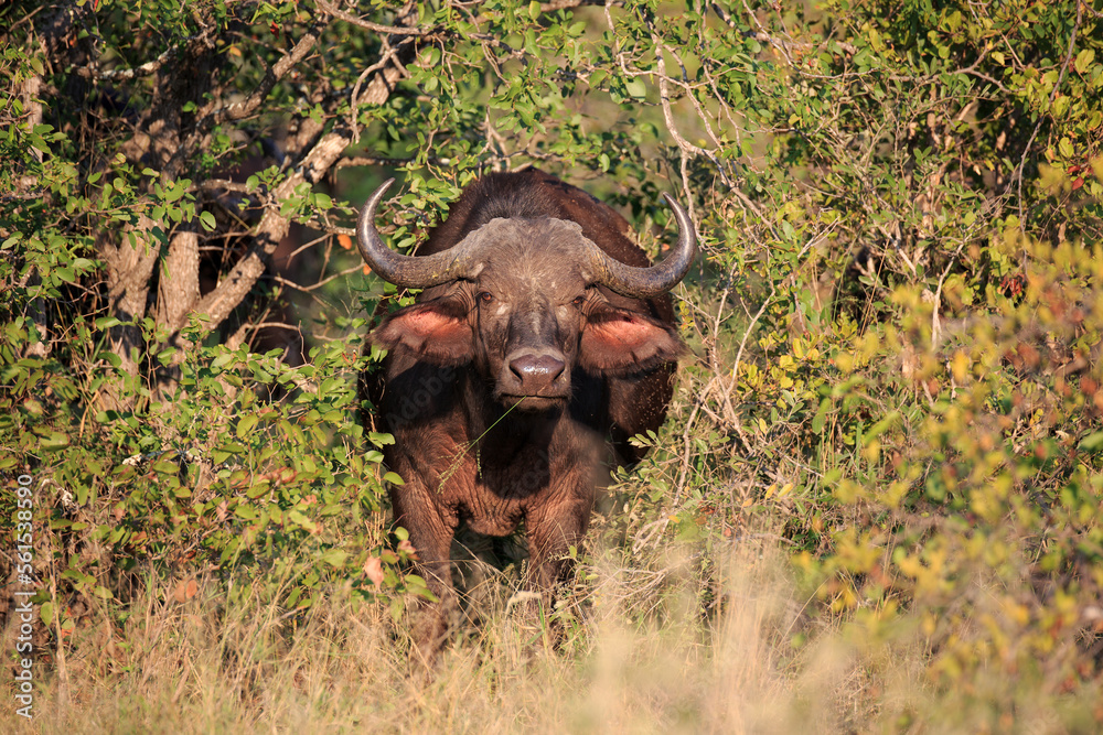 Obraz premium Kaffernbüffel