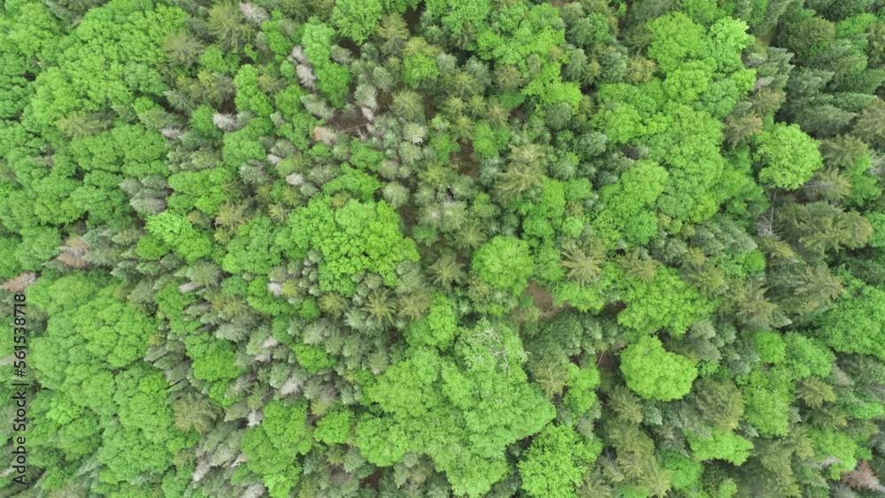 Aerial Trees in Maine Aerial Trees in Maine