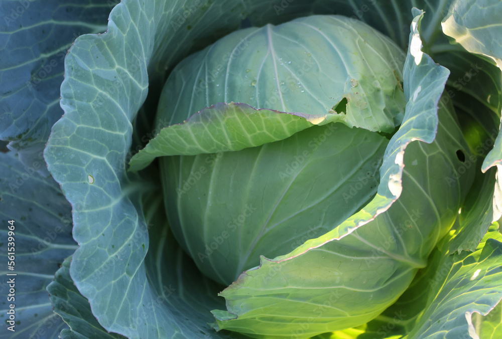 Fototapeta premium Cabbage grown in fields without the use of pesticides. organic farming