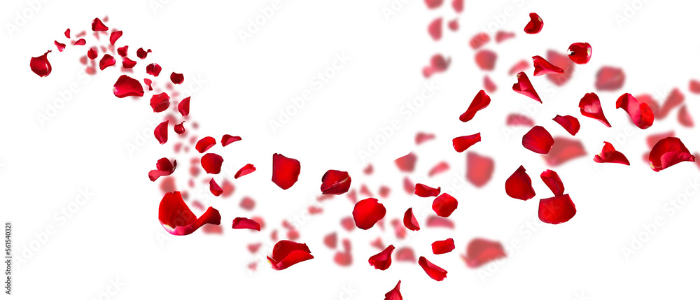 Rose petals fly for valentines day. Background for love greetings with isolated red rose petals. png/d.e. - obrazy, fototapety, plakaty 
