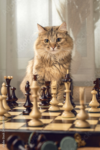 Cat for a party in chess