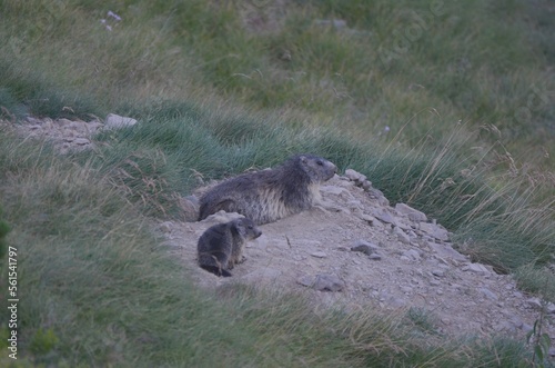 Marmotte et son marmoton, Pyrénées photo