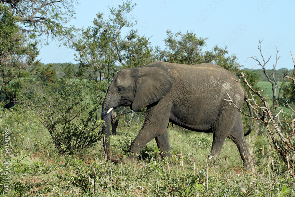 Fototapeta premium An elephant roams across a savannah in an African game reserve.