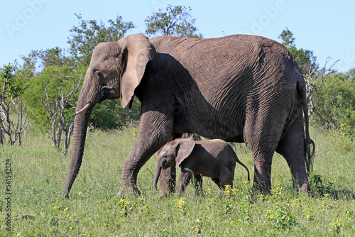 A mother and calf elephant roam a savannah in an African game reserve.