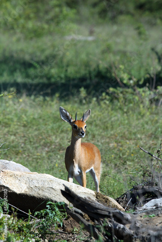 An adult steenbok in a savannah in an African game reserve. photo