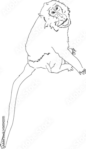 Outline sketch of monkey looks at camera in doodle style