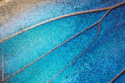 Wings of a butterfly Ulysses. Wings of a butterfly texture background. Photo of butterfly wings. Closeup. 