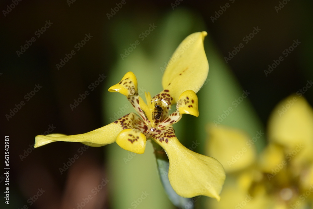 Obraz premium melipona bee sipping nectar in a neomarica longifolia flower