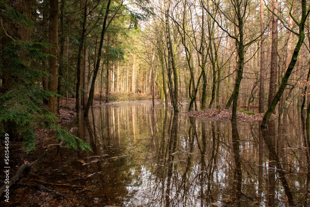 Flooded Forrest after long period of rain