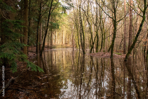 Flooded Forrest after long period of rain