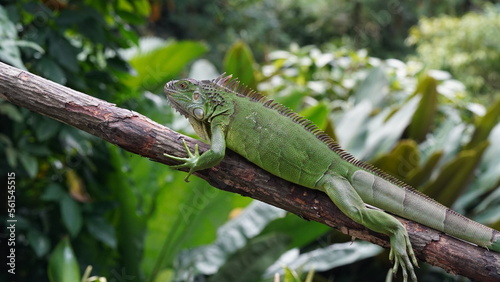 iguana on a tree