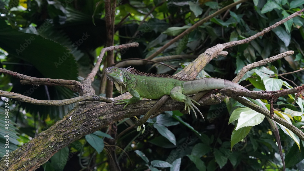Green Iguana (Iguana iguana): The green iguana is one of the most well-known species. It is primarily green in color, with a long tail, a row of spines along its back, and a dewlap (a loose fold of sk Green Iguana (Iguana iguana): The green iguana is one of the most well-known species. It is primarily green in color, with a long tail, a row of spines along its back, and a dewlap (a loose fold of sk