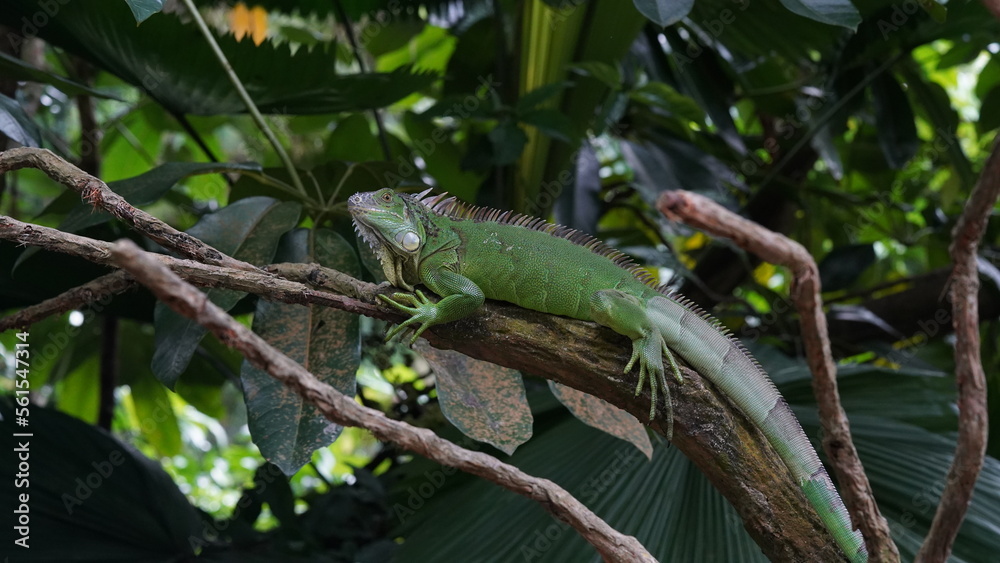 green lizard on a tree green lizard on a tree