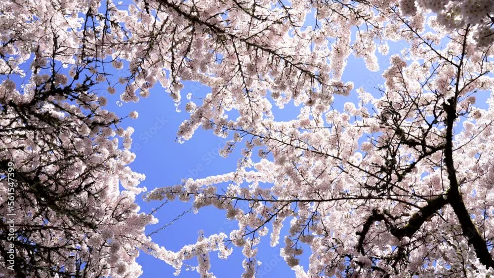 flowers of japanese cherry tree bloom on blue sky, slow motion, spring flowers of japanese cherry tree bloom on blue sky, slow motion, spring
