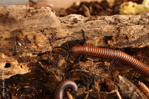 millepede on the ground with old wood and earth photo