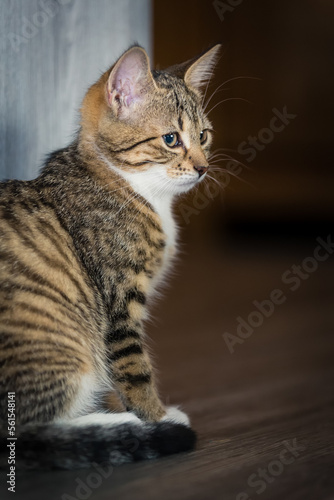 lovely tiger kitten sit honest on the floor