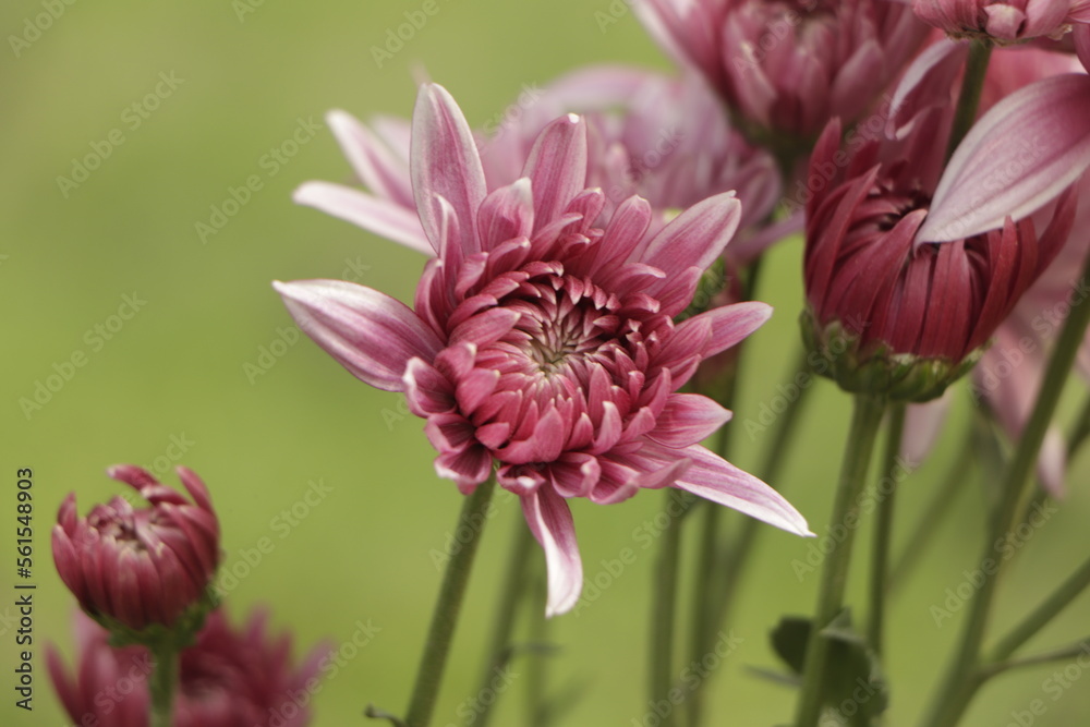Close-up photo of a bouquet of pink chrysanthemums. Beautiful floral background for use in calendars