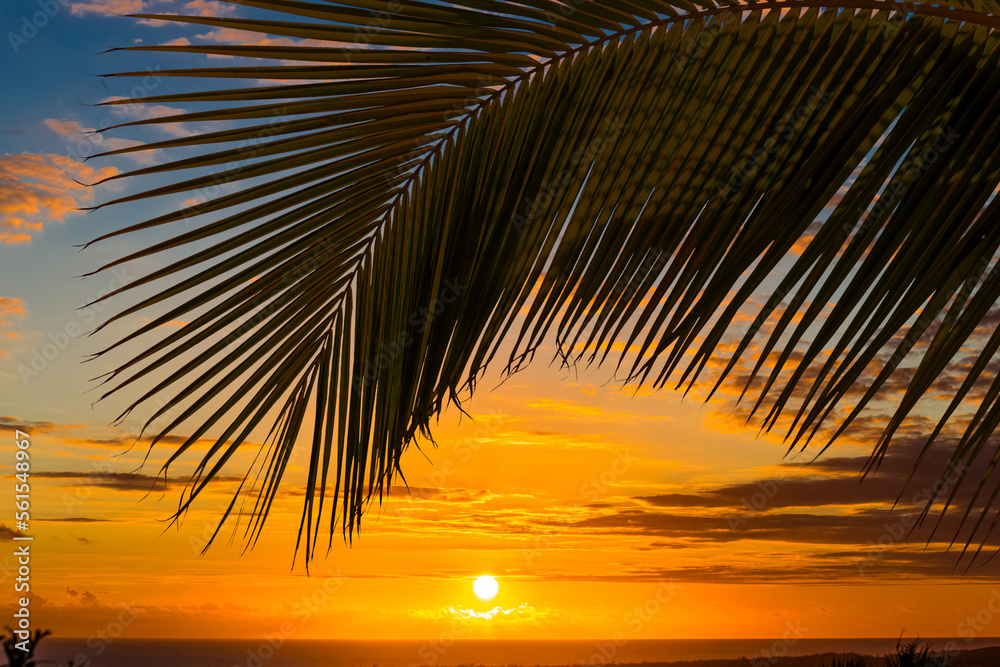 Palme courbée sur coucher de soleil 