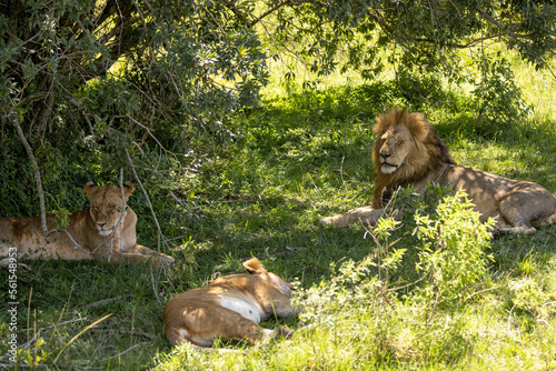 Lions mate in the shade of the bush