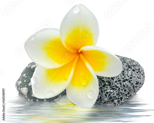 décor zen, fleur de frangipanier sur galets 
