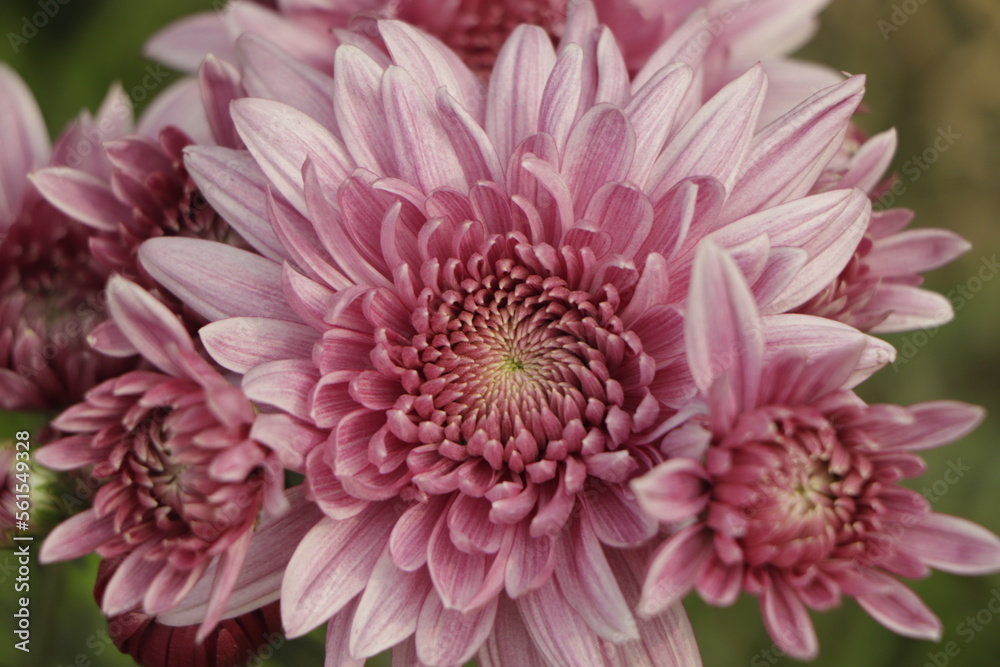 Pink chrysanthemum in flower garden Pink chrysanthemum in flower garden