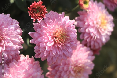 Chrysanthemum flowers close up. Pink Chrysanthemums. Floral background of autumn purple chrysanthemums.