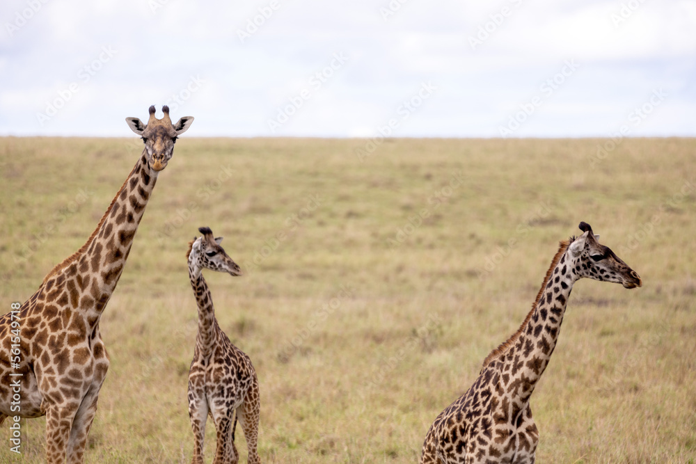 Giraffes graze and eat