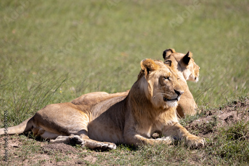 Two lions rest in the sun