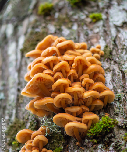 Yellow mushrooms growing on a tree.