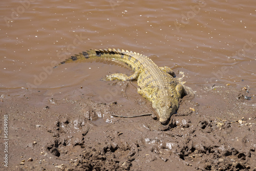 A crocodile rests in the mud of a river