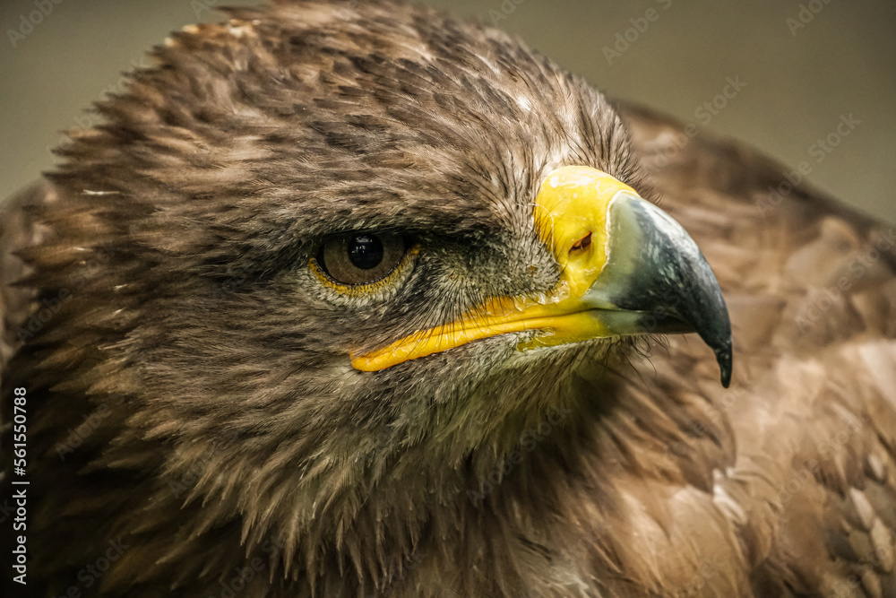 Fototapeta premium Steppenadler im Porträt