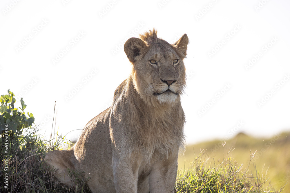 Naklejka premium A male lion perches on a short hill and yawns and roars