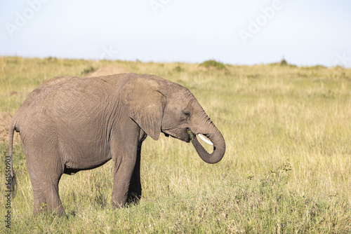 Elephants graze the plains