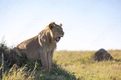 A male lion perches on a short hill and yawns and roars © Alex