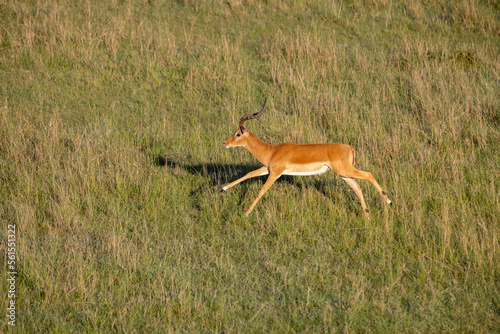 Fototapeta Naklejka Na Ścianę i Meble -  An impala runs through the plains
