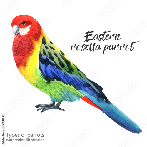 Eastern rosella parrot. Watercolor Eastern rosella parrot. Watercolor cute parrot. Watercolor cute animal. Watercolor cute bird. Hand painting postcard isolated white background. birds