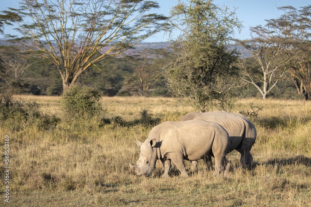 White rhinos graze near Lake Nakura White rhinos graze near Lake Nakura