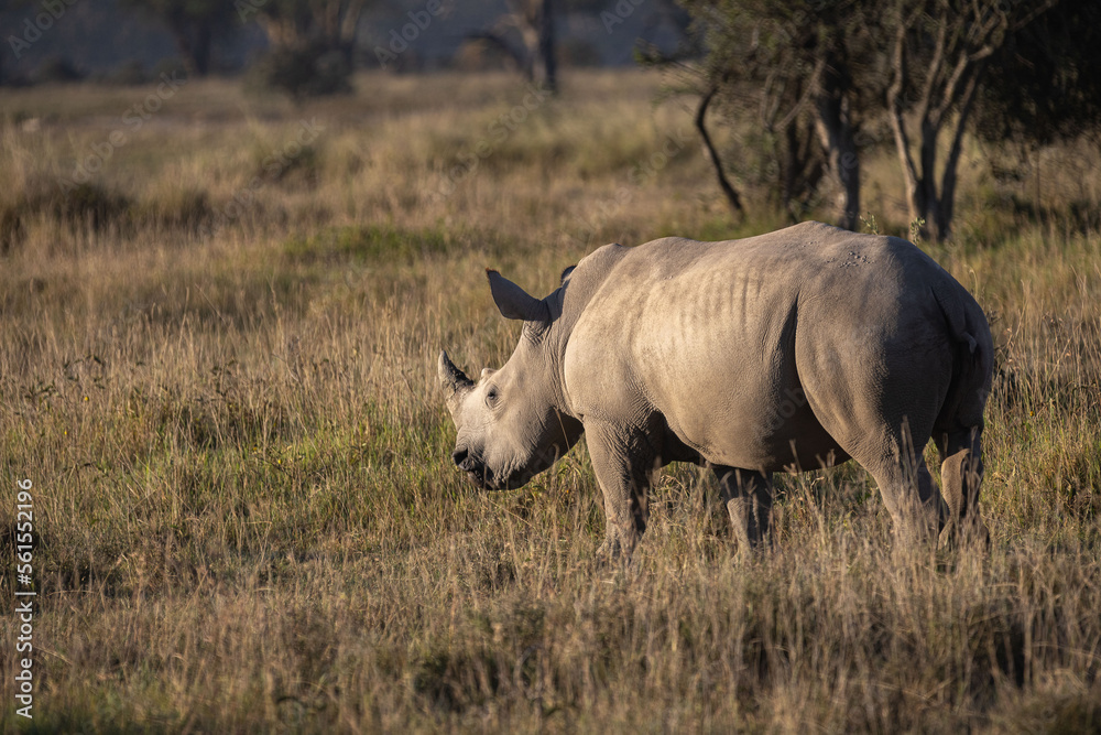 Obraz premium White rhinos graze near Lake Nakura