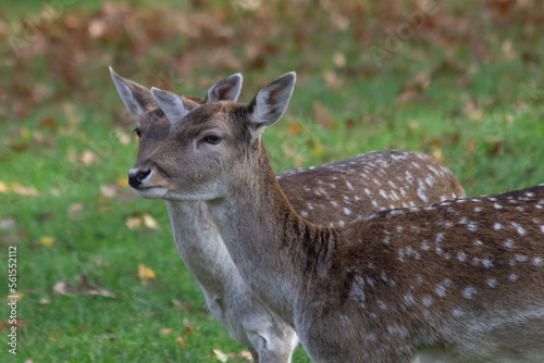 Deer