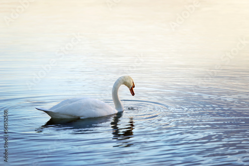 Cigno bianco al tramonto