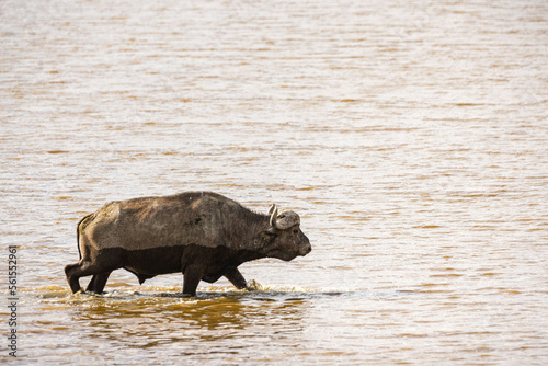 A water buffalo crosses a lake photo