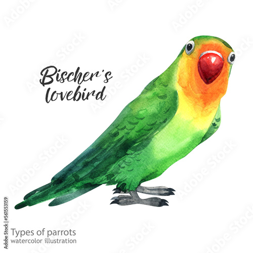 fischer's lovebird. Watercolor fischer's lovebird. Watercolor cute parrot. Watercolor cute animal. Watercolor cute bird. Hand painting postcard isolated white background. birds