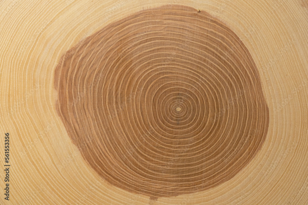 A trunk-cut of an ash tree. Wood texture. Tree growth rings. Concentric circles A trunk-cut of an ash tree. Wood texture. Tree growth rings. Concentric circles