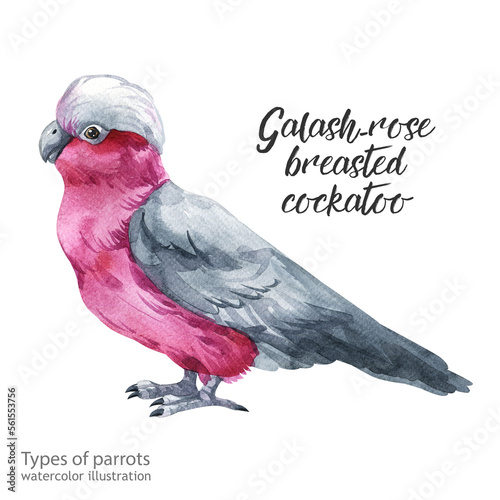 galash-rose breasted cockatoo. Watercolor galash-rose breasted cockatoo. Watercolor cute parrot. Watercolor cute animal. Watercolor cute bird. Hand painting postcard isolated white background. birds