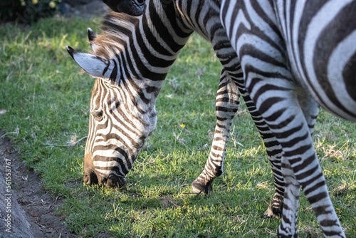 Fototapeta Naklejka Na Ścianę i Meble -  A zebra eats grass