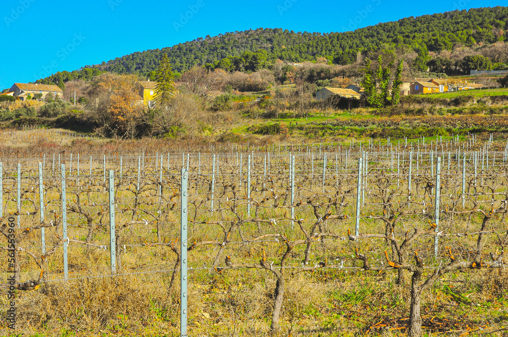 front view, medium distance of a winery's dormiente grapevines, on a clear, chilly, winter day