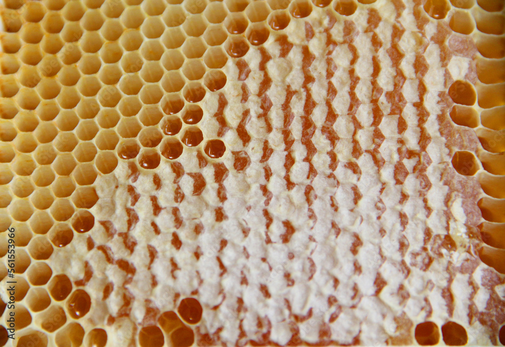 Flower honey in honeycomb close-up.Honeycomb with honey.