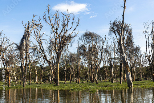 The trees of Lake Naivasha