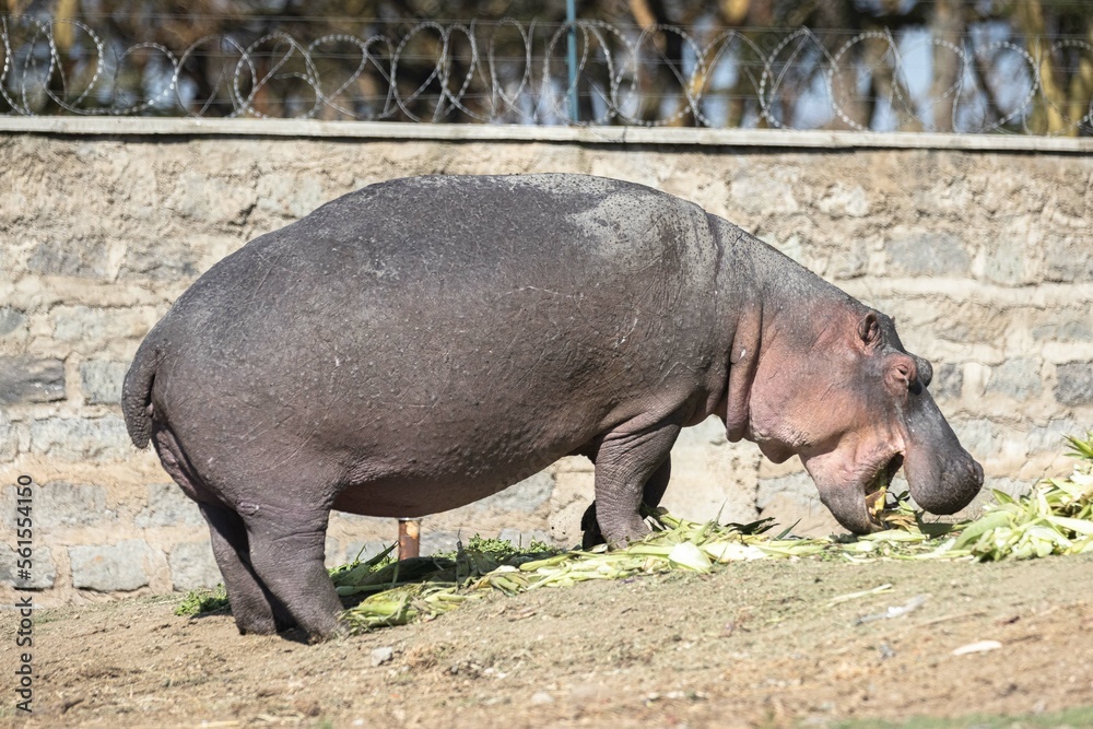 A hippo eats some produce A hippo eats some produce
